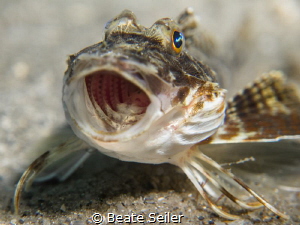Say ahhhh! by Beate Seiler 
